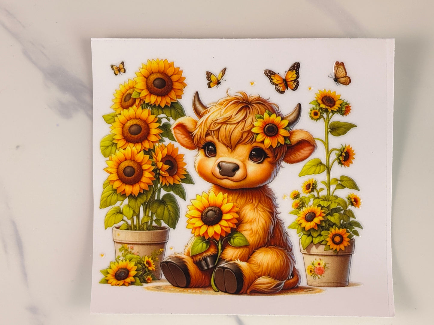 Collection: baby cows with sunflower wraps